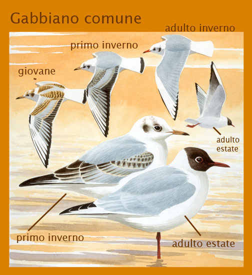 gabbiano comune-disegni